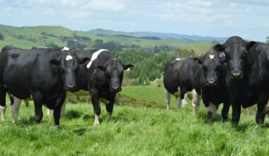 Strong farmer interest in new nProve beef genetics tool