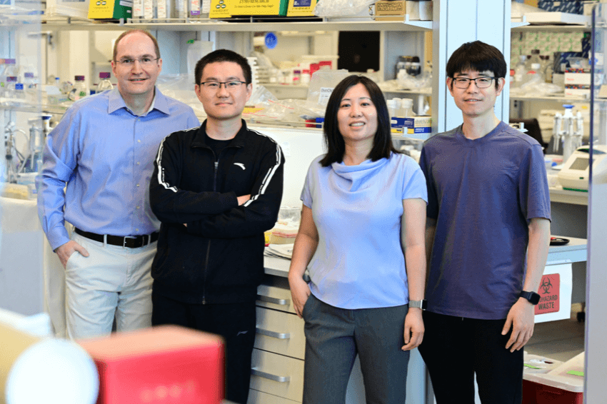 Image of study coauthors Nicolas Svetec, Bing-Jun Wang, Li Zhao, and Junhui Peng.