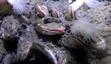 It's official - life discovered 9,500 meters deep in the Pacific and could rewrite the planet's biological boundaries