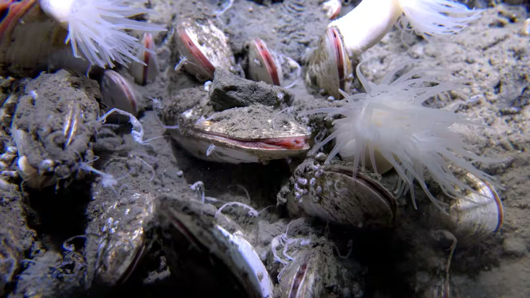 It's official - life discovered 9,500 meters deep in the Pacific and could rewrite the planet's biological boundaries