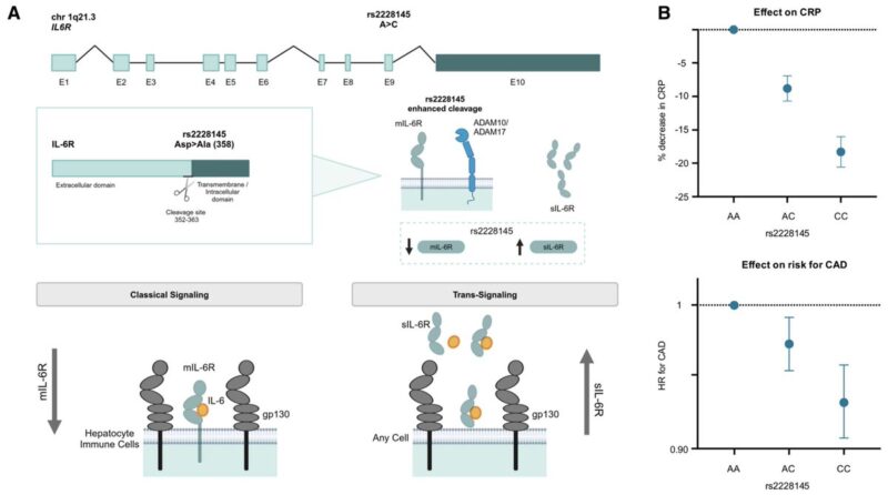 Marios Georgakis on IL-6 Inhibition, Genetics as a Tool for Drug Validation