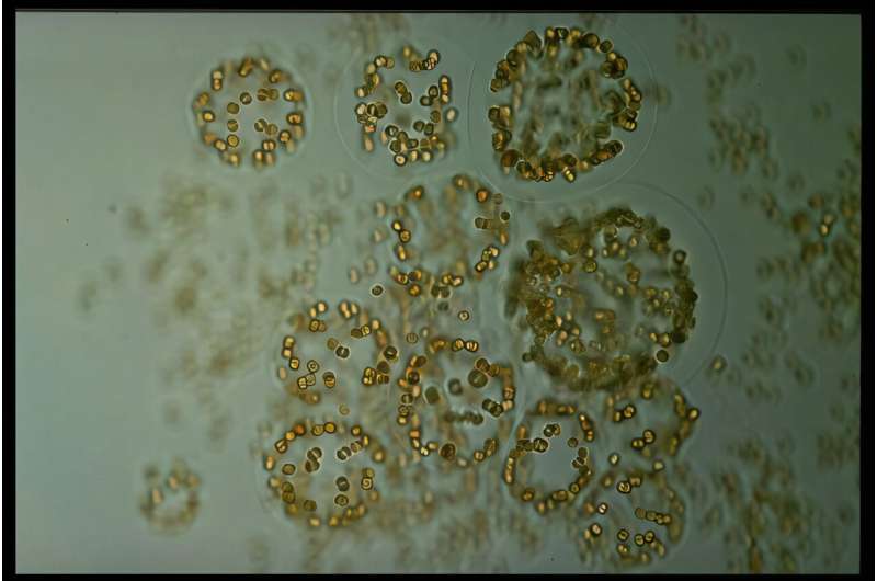 Microalgae are more significant for carbon dioxide absorption in the Southern Ocean than previously thought