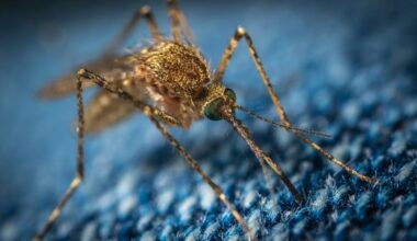 These Genetically Engineered Mosquitoes Could Wipe Out Malaria