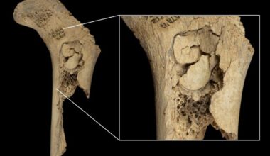 Neolithic Cannibals In Spain Ate Their Enemies As A Form “Ultimate Elimination”