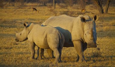 The Northern White Rhino might be the face of extinction, but it shares this haunting stage with many others.