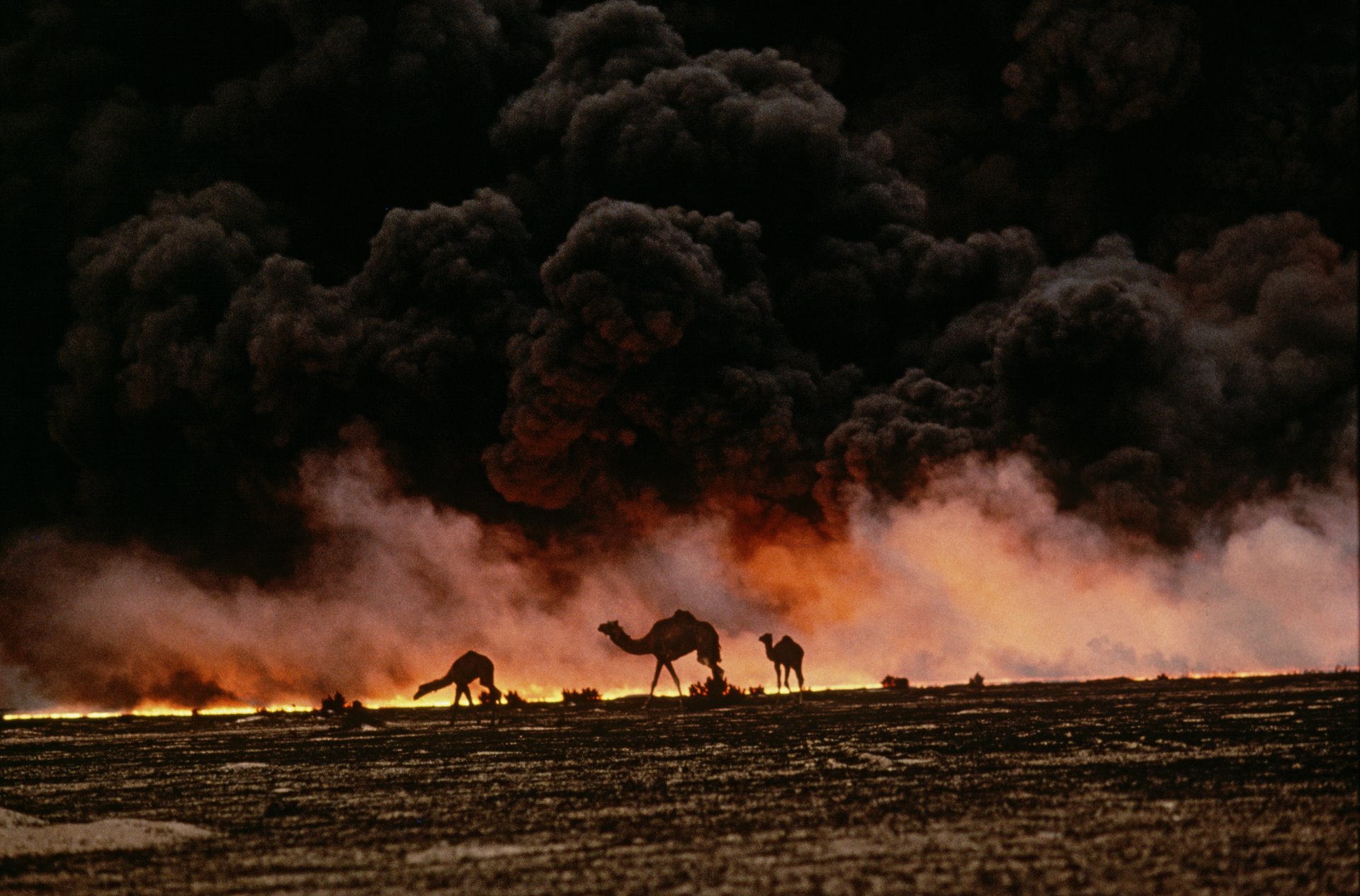 "01 March, 1991 Camels search for untainted shrubs and water in the burning oil fields of southern Kuwait. As his army retreated from Kuwait, at the end of the First Gulf War, Saddam Hussein ordered the ignition of the oil fields that scatter the country. The effect was an ecological disaster of unimaginable scale. Steve McCurry: 'Photographing the ecological disaster in the aftermath of the Gulf War was one of the most amazing experiences of my professional life. All of Kuwait seemed like an end-of-the-world scenario from a Hollywood production. Over 600 oil wells were on fire, turning daytime into night. The smoke was so thick that sometimes you couldn’t breathe. Animals were left to wander among the burning oil fields, looking for food and water. I followed this family of camels for about an hour in my jeep, getting out from time to time to make photographs. I guess my motivation was to show the world this tragic, needless catastrophe.' (World Press Photo retrospective Children's Jury exhibition, 2003)