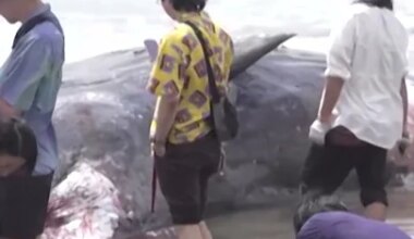 Dead whales surface on Japan shore amid tsunami warnings - YouTube