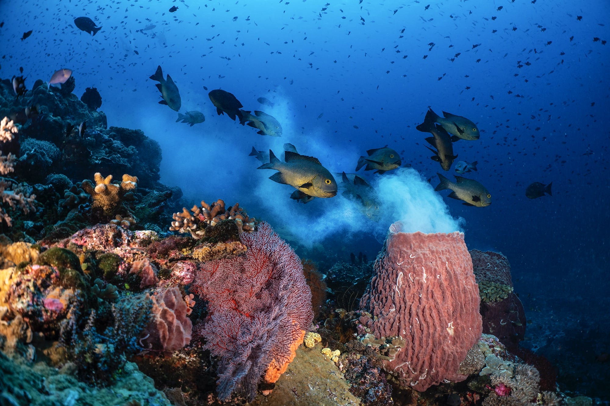 colorful fish swim around a coral reef
