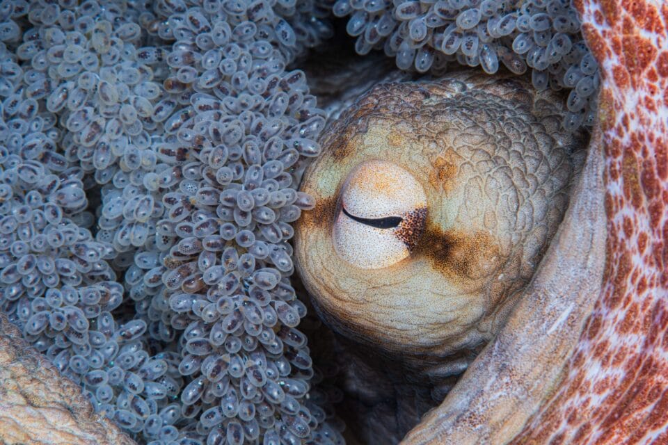 an octopus with hundreds of eggs