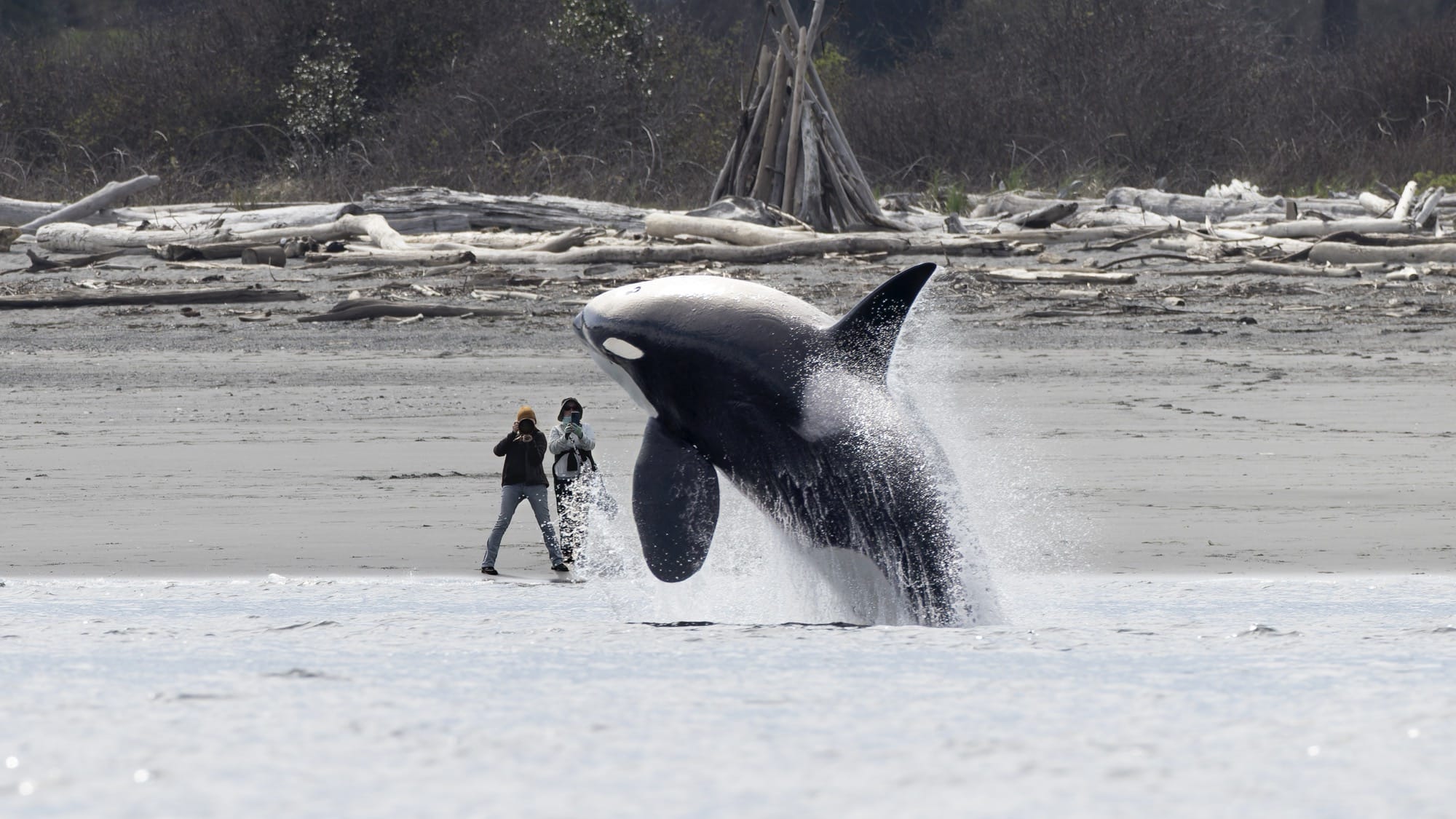 an orca whale leaps out in front of two people standing on a beach