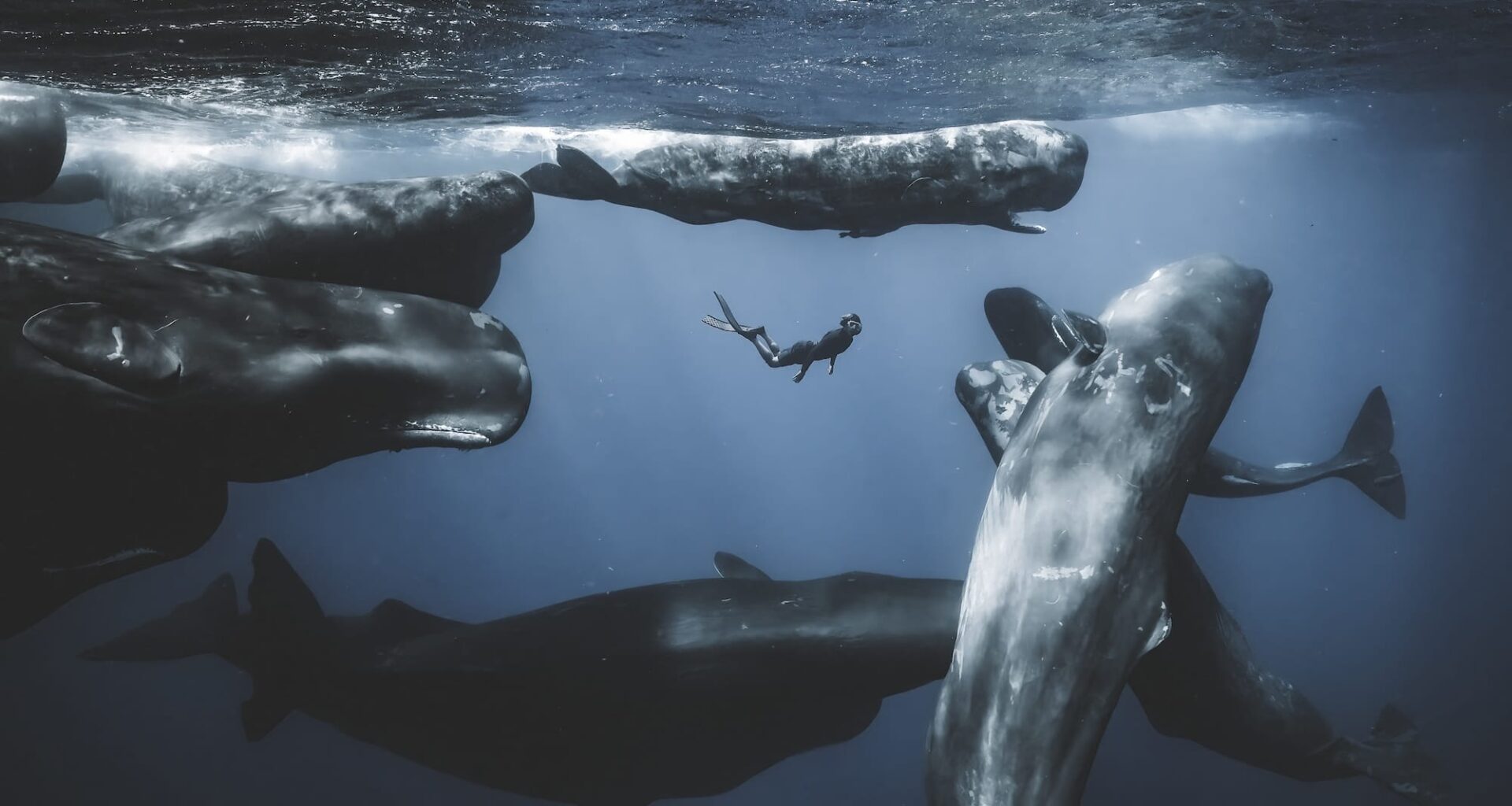 a diver swims with a pod of whales