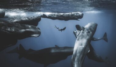 a diver swims with a pod of whales