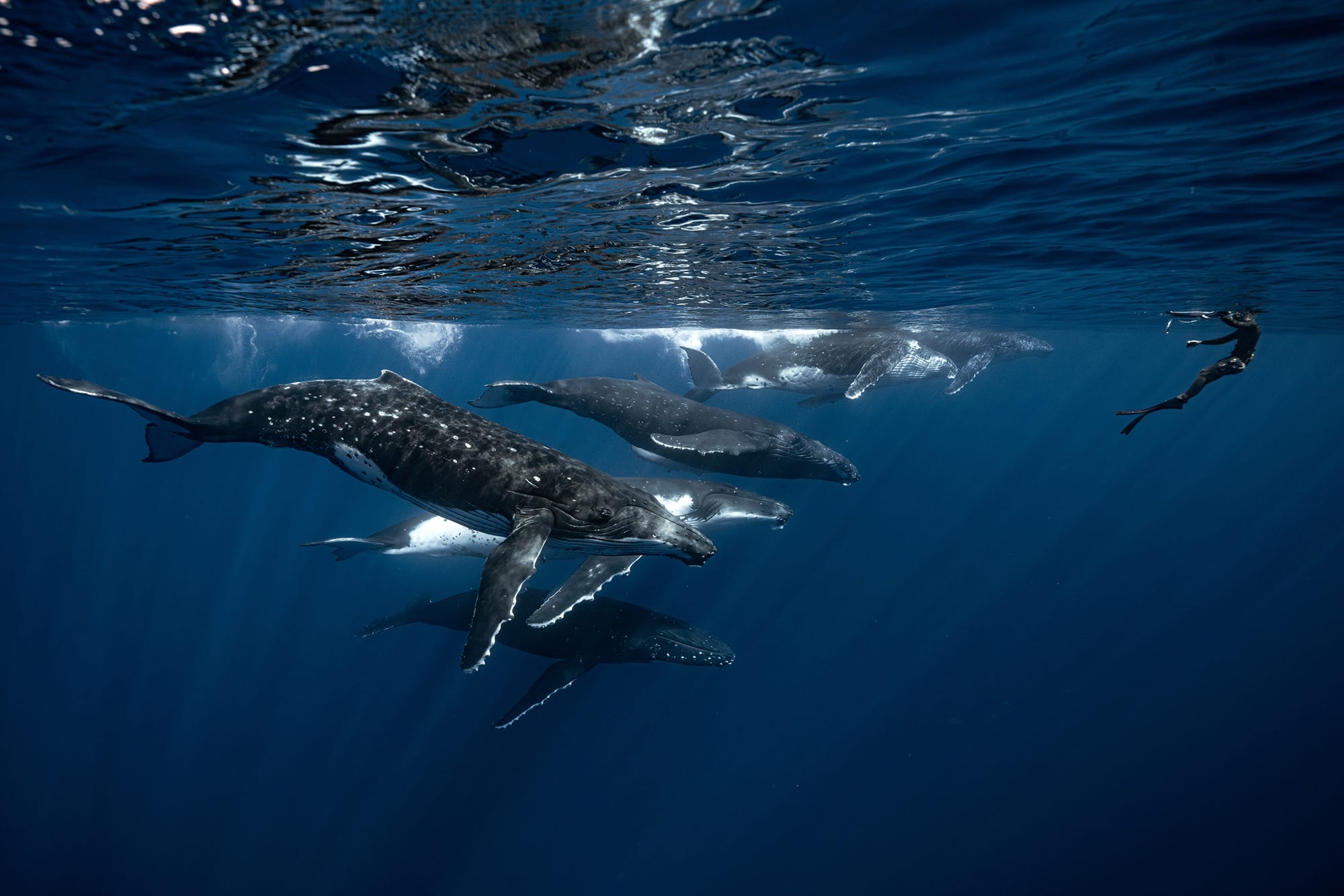 humpback whales swim near a scuba diver