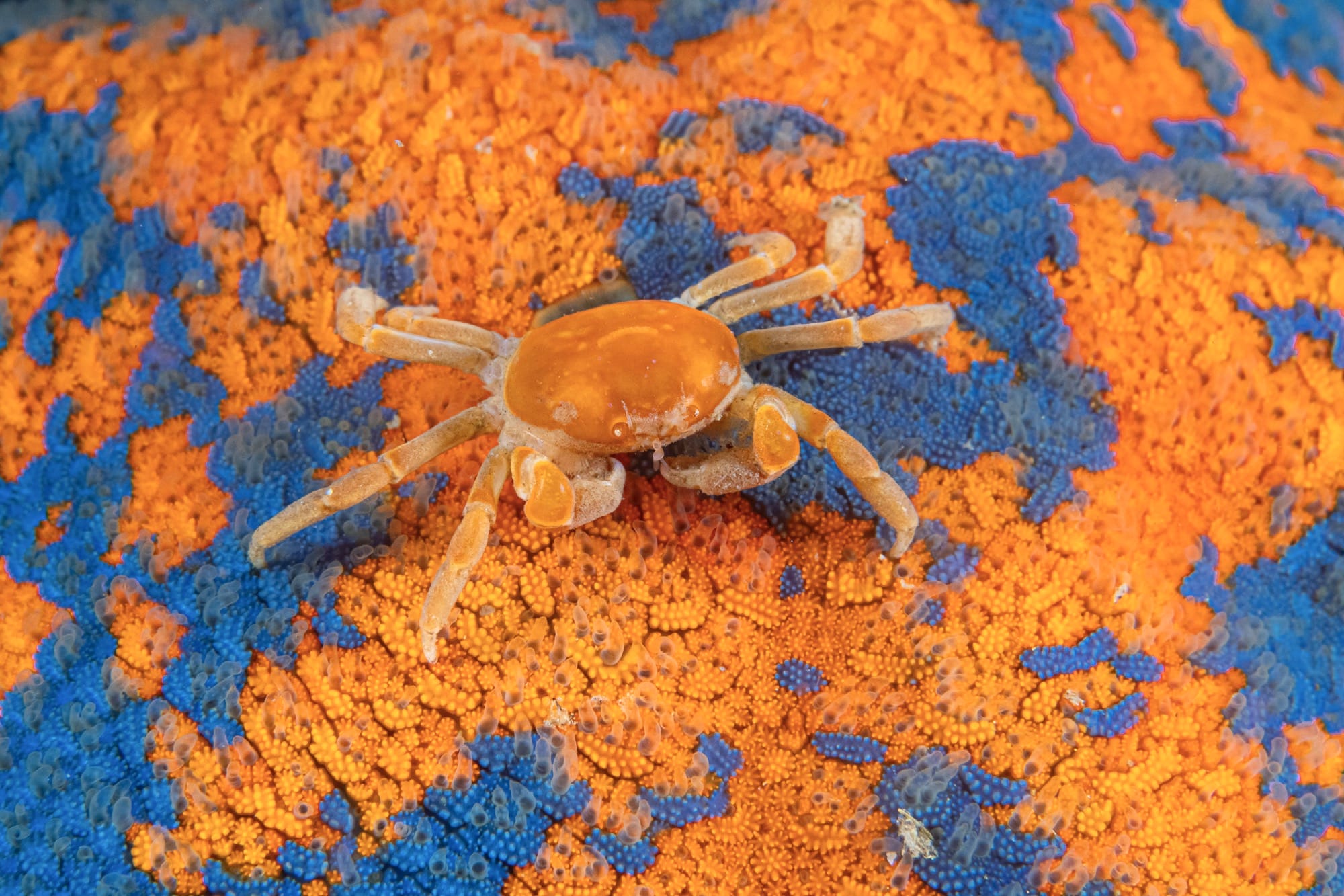 a small orange crab on a blue-and-orange surface