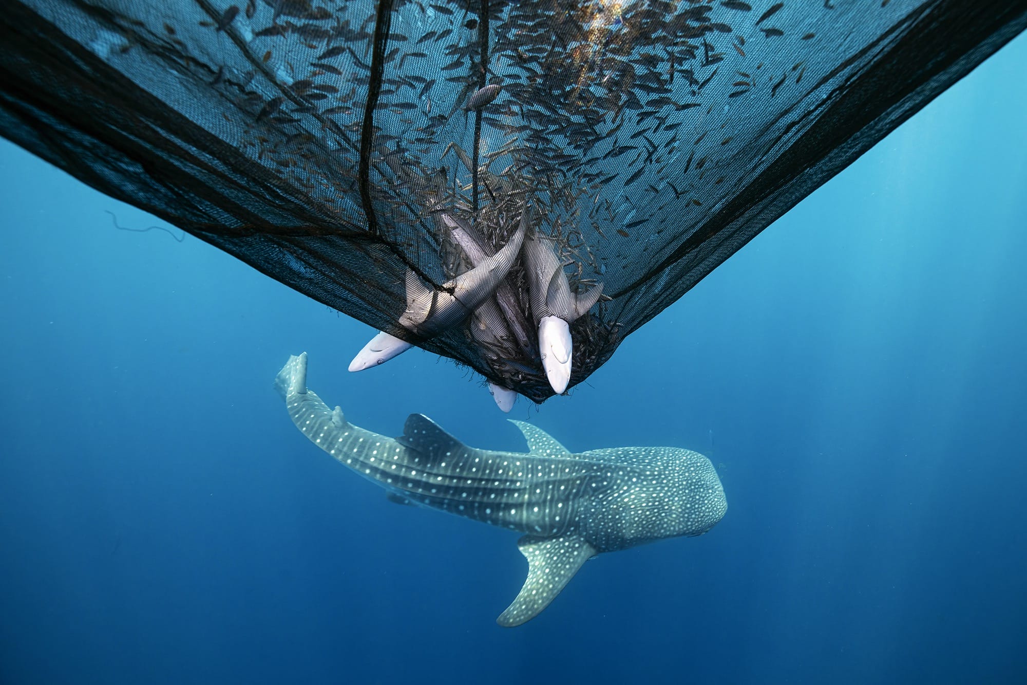 sharks and fish caught in a fishing net, with another spotted shark swimming beneath them