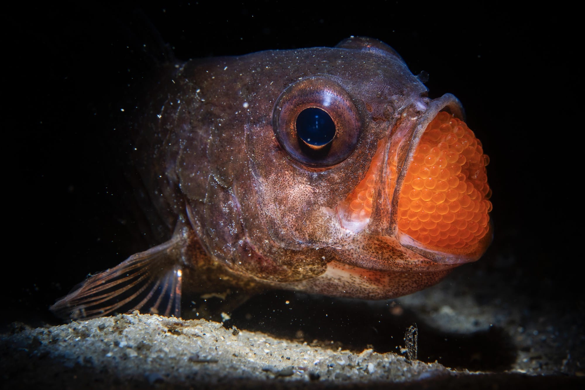 a fish with a mouth full of orange eggs