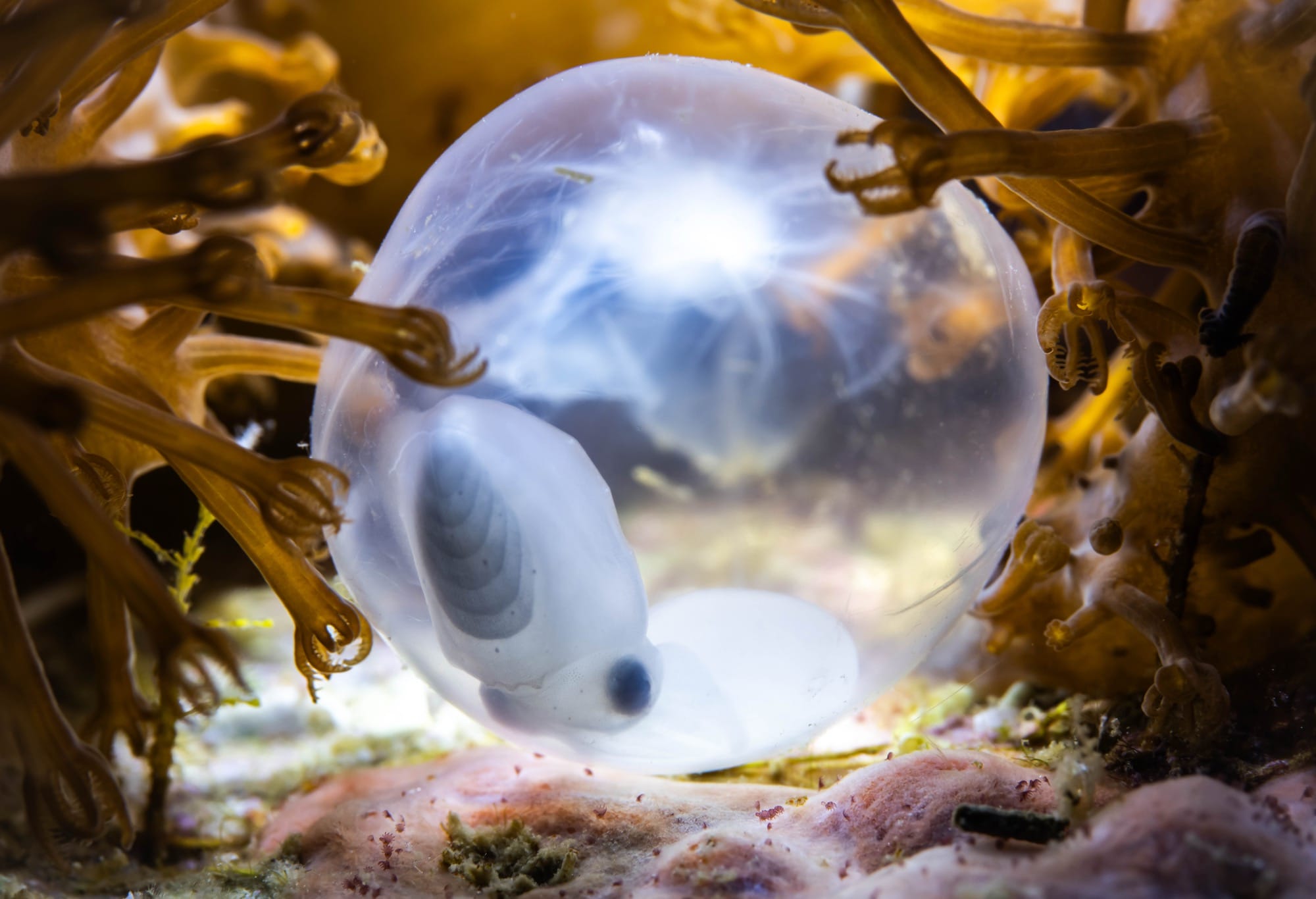 a tiny fish in an egg