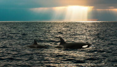 orcas sinking ships