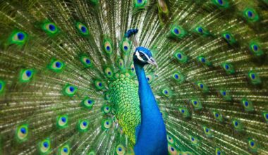 Peacock Feathers Can Turn Into Biological Lasers and Scientists Are Amazed