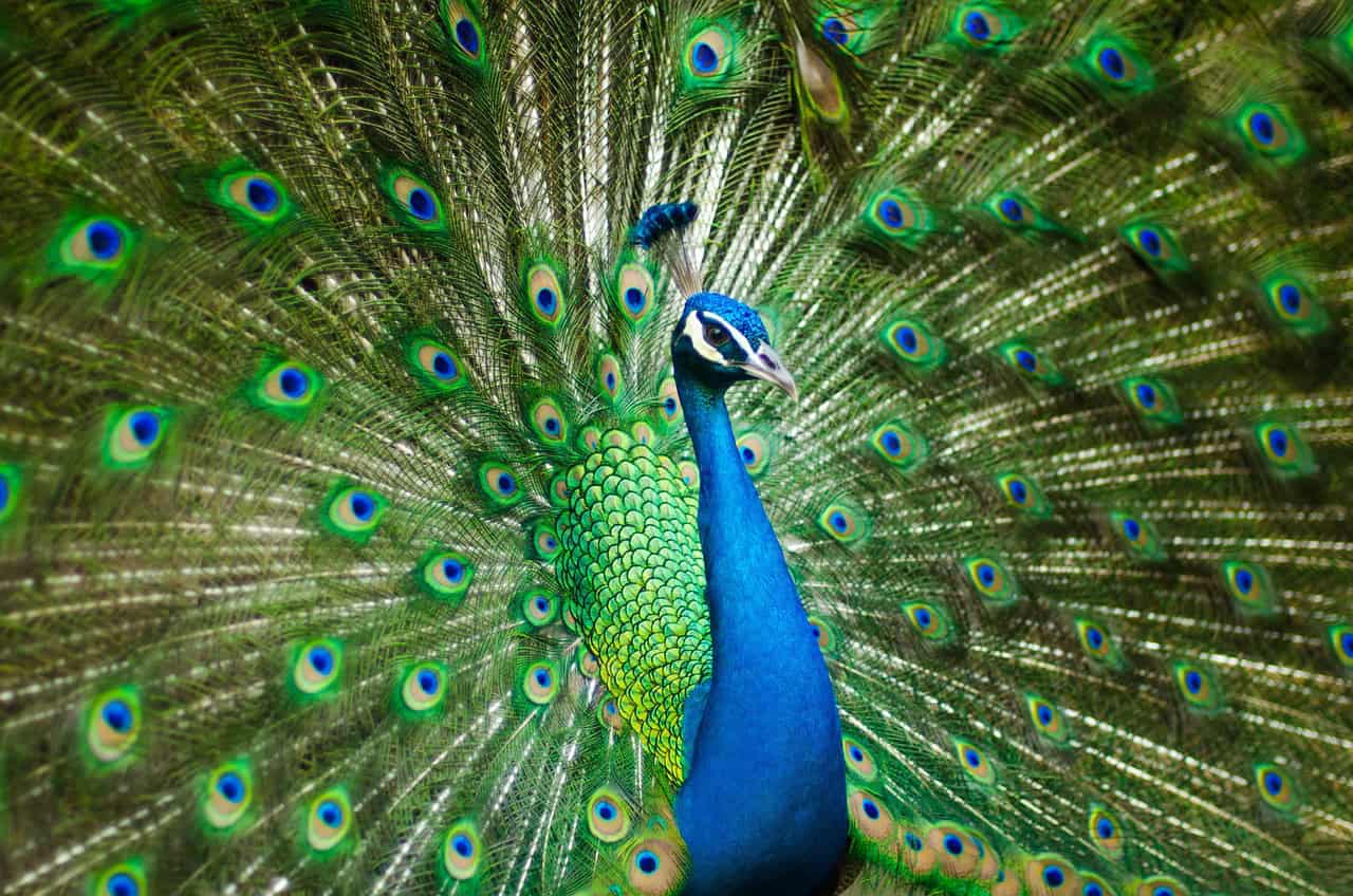Peacock Feathers Can Turn Into Biological Lasers and Scientists Are Amazed