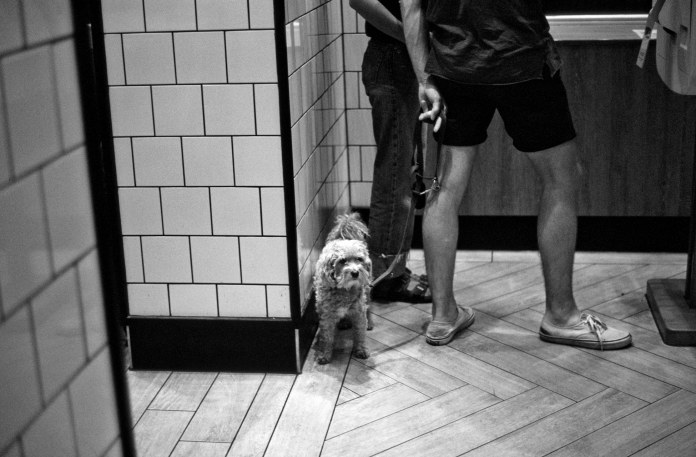 Dog near tiled entrance (Pic: Stephen Dowling)