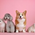 Scientists at the company InBio are using CRISPR gene-editing to try and create the world's first hypoallergenic cat.