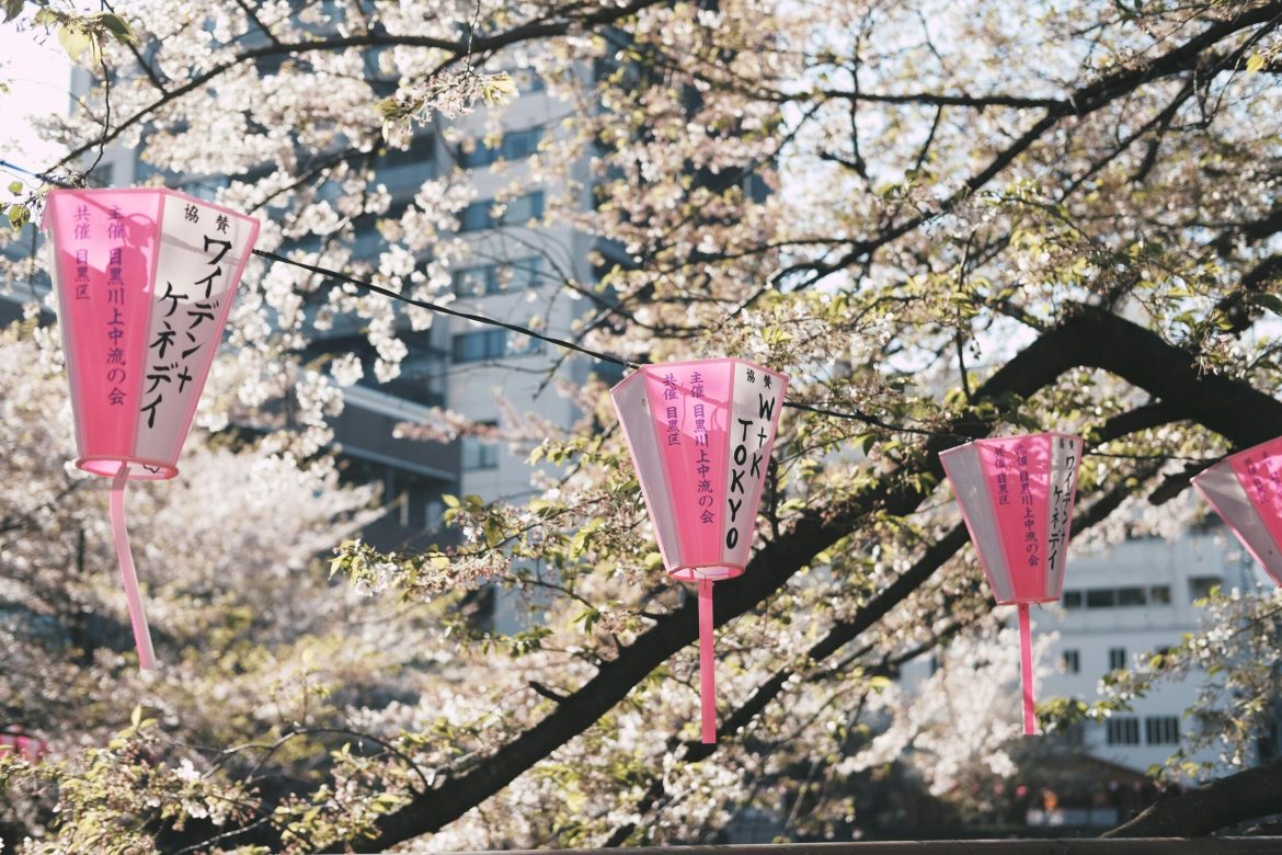 Cherry Blossoms and Hanging Lanterns