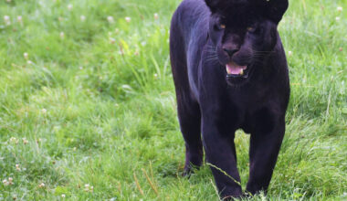 Bulgaria: Black Leopard Sighting Sparks Emergency Meeting in Silistra Region