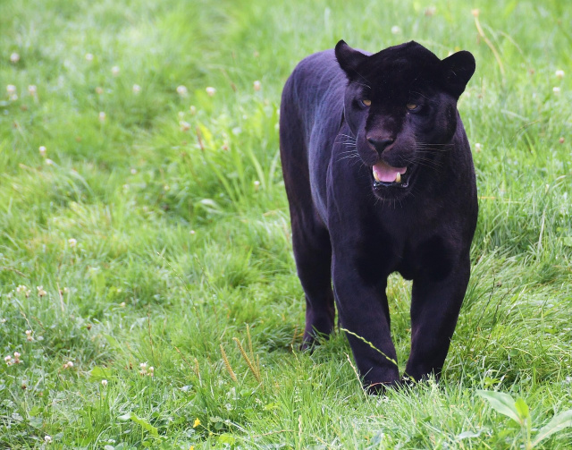 Bulgaria: Black Leopard Sighting Sparks Emergency Meeting in Silistra Region