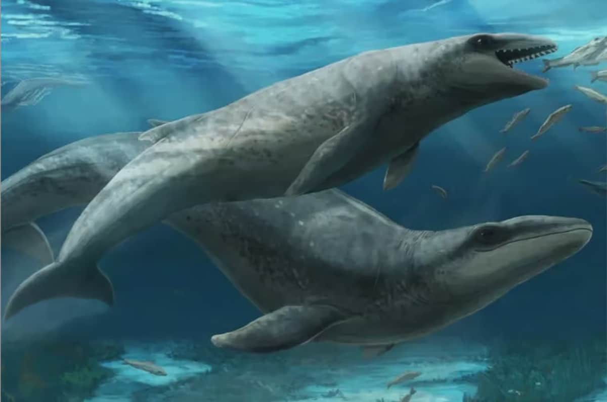 prehistoric whales
