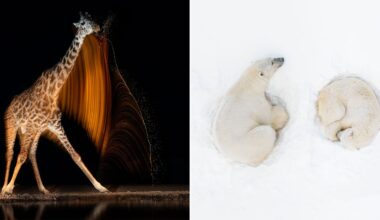 The image is split in two: on the left, a giraffe swings its head at night, creating a blurred light trail; on the right, two polar bears rest curled up on a snowy white background.