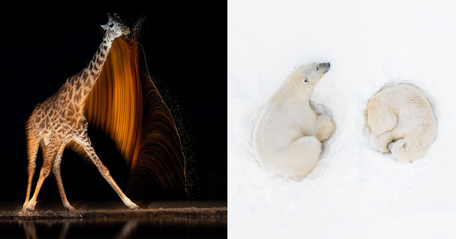 The image is split in two: on the left, a giraffe swings its head at night, creating a blurred light trail; on the right, two polar bears rest curled up on a snowy white background.