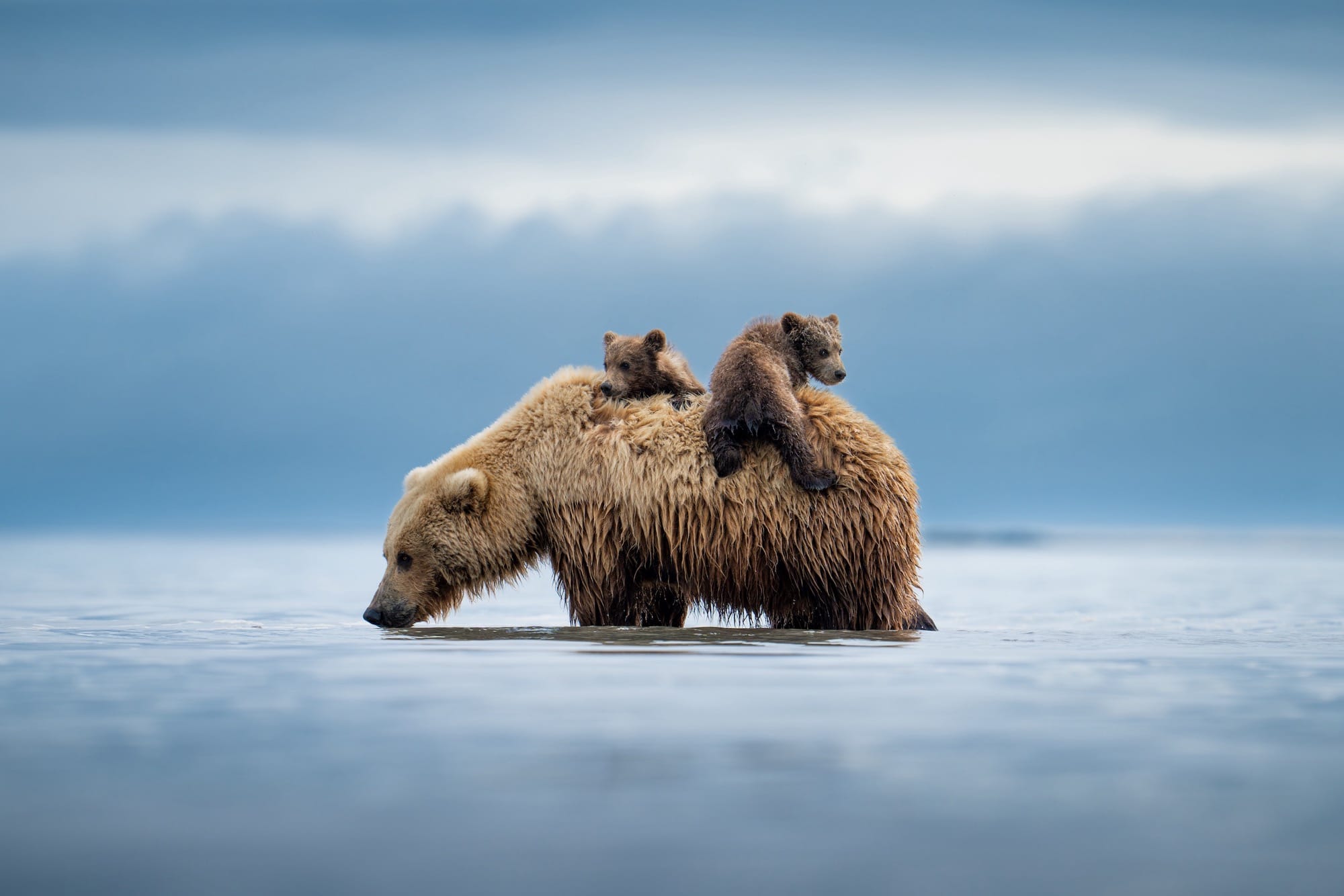 two grizzly bear cubs sit on their mother's back in the water