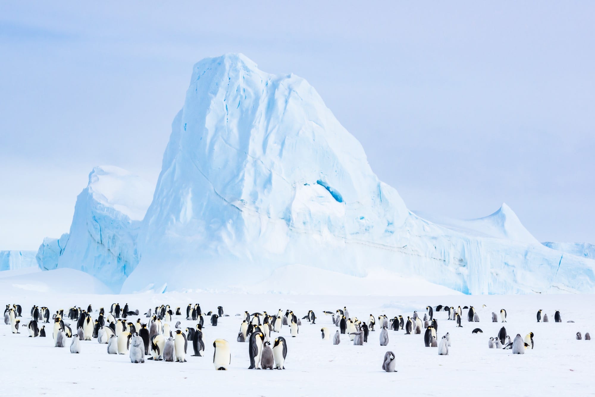 penguins pictured against a snowy, mountains landscape