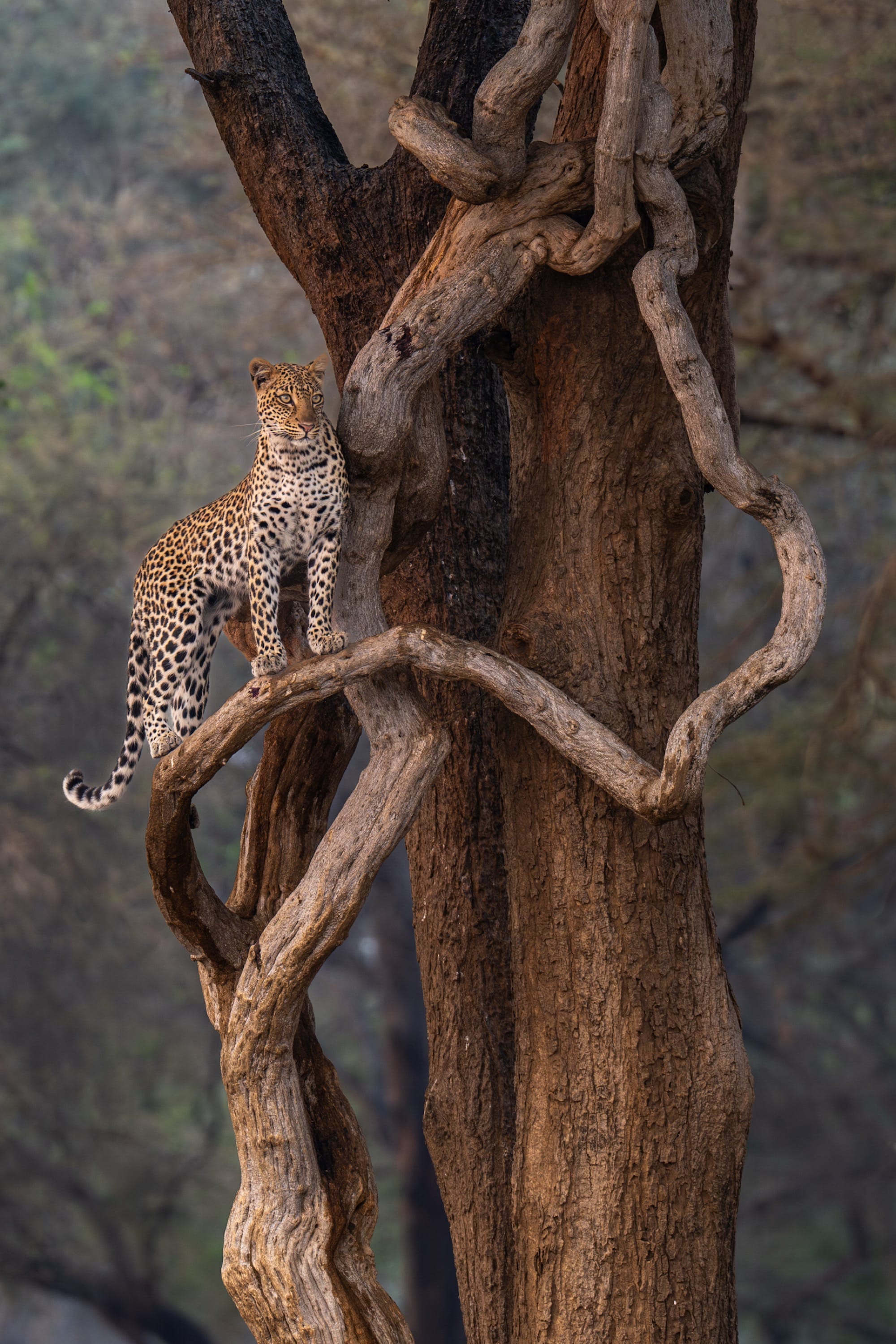 a leopard stands on a tree bough