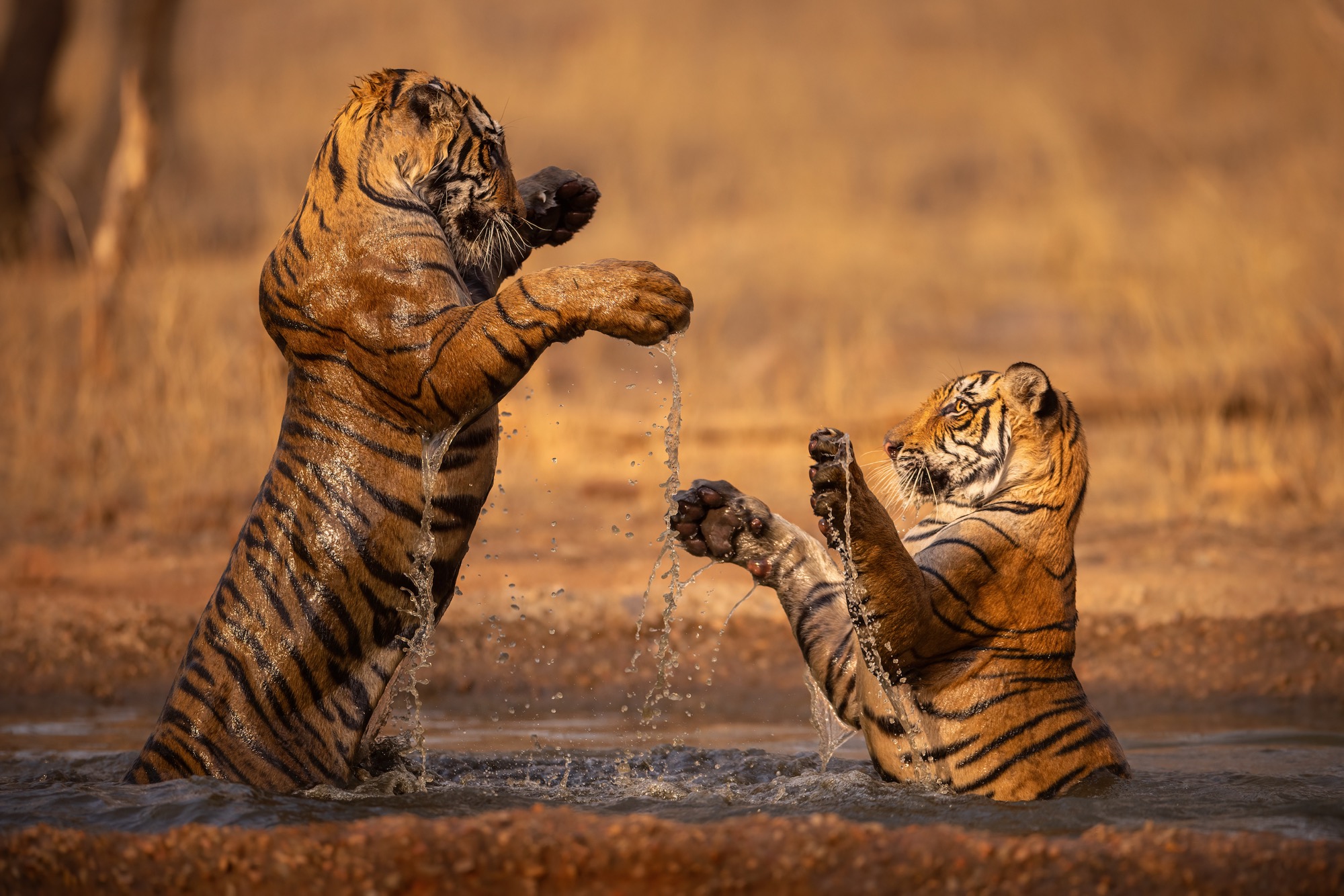 a photograph of two tigers playing in water