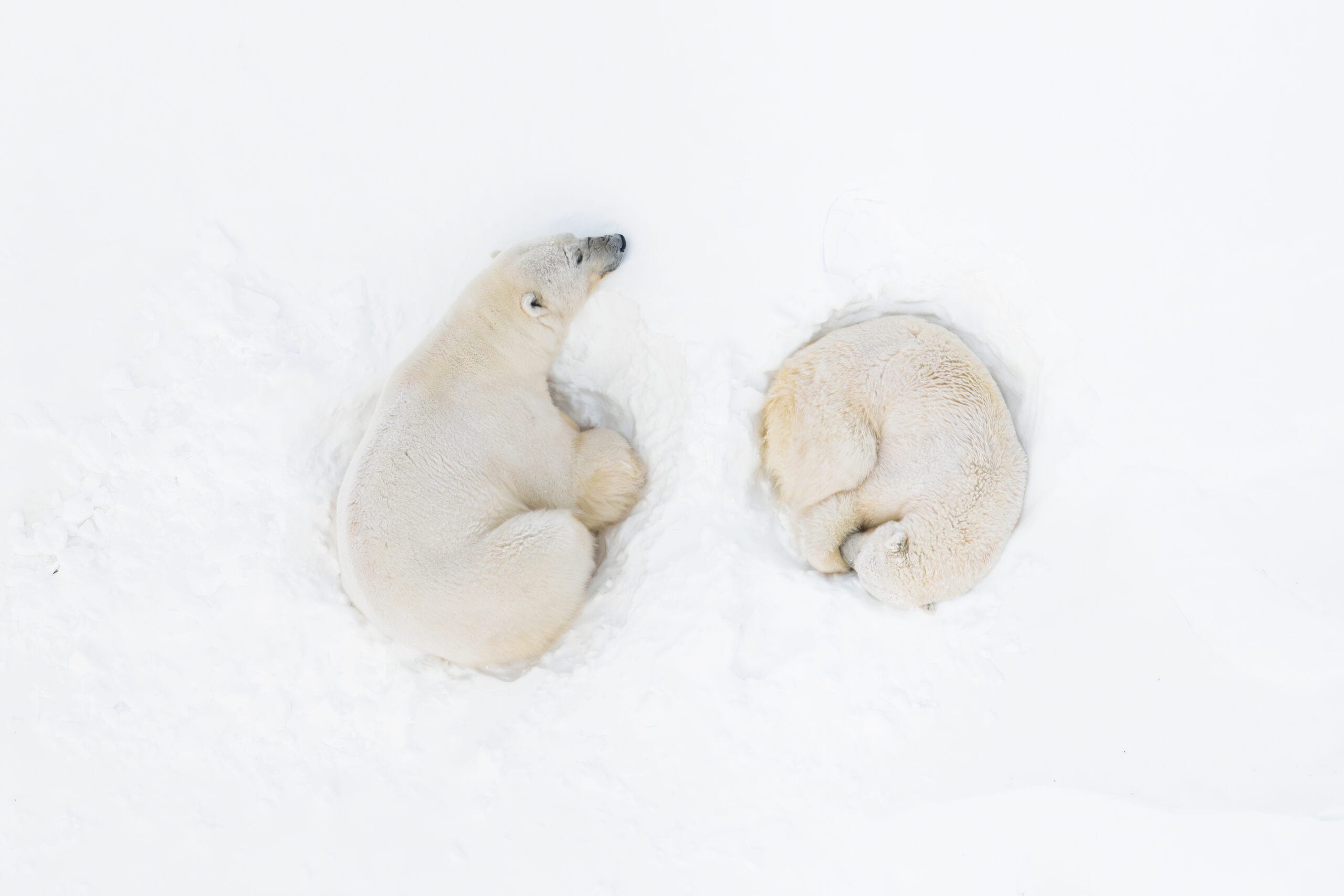 two polar bears curl up in the snow, viewed from above