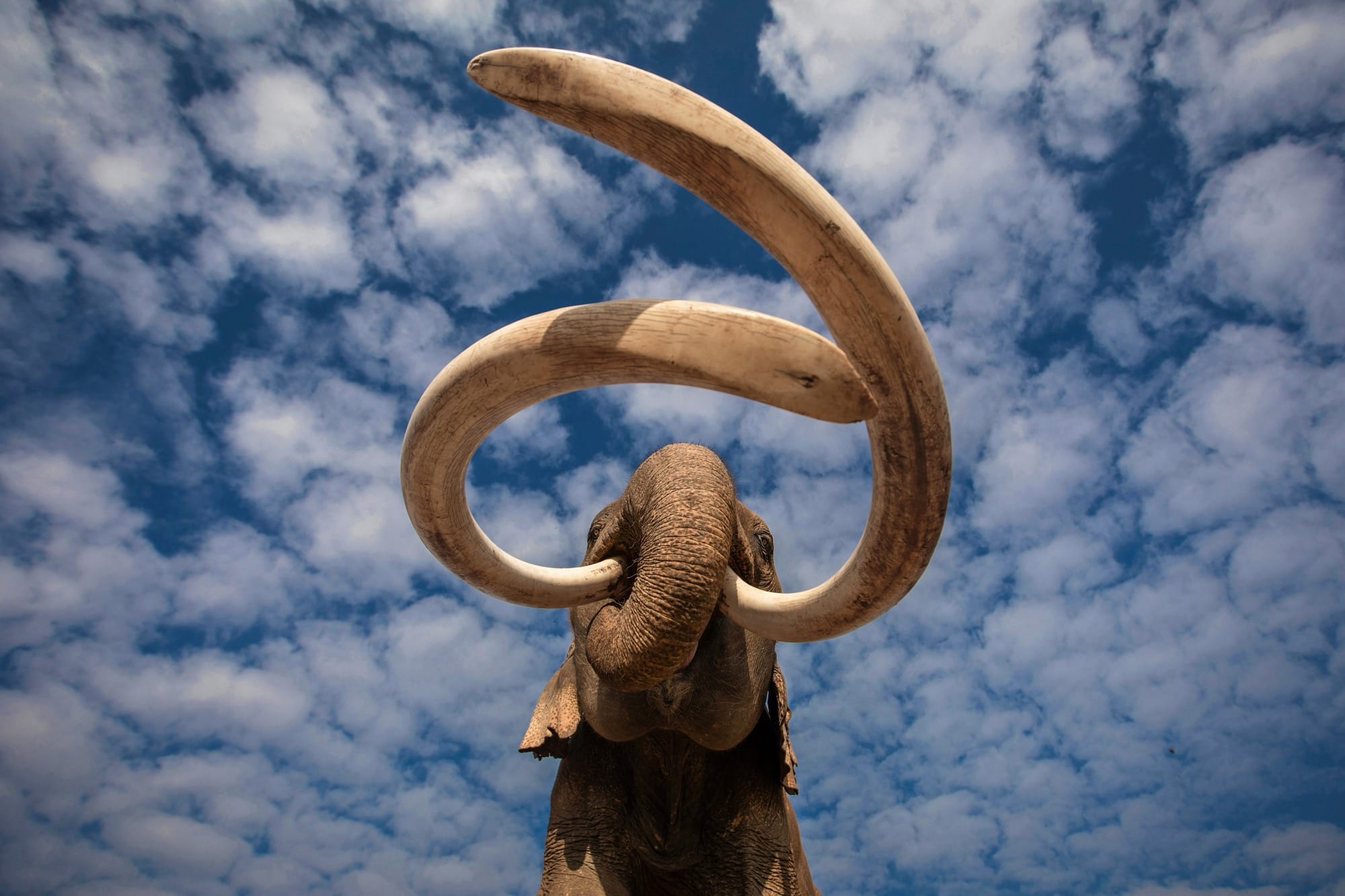 an elephant viewed from below with emphasis on its very long tusks