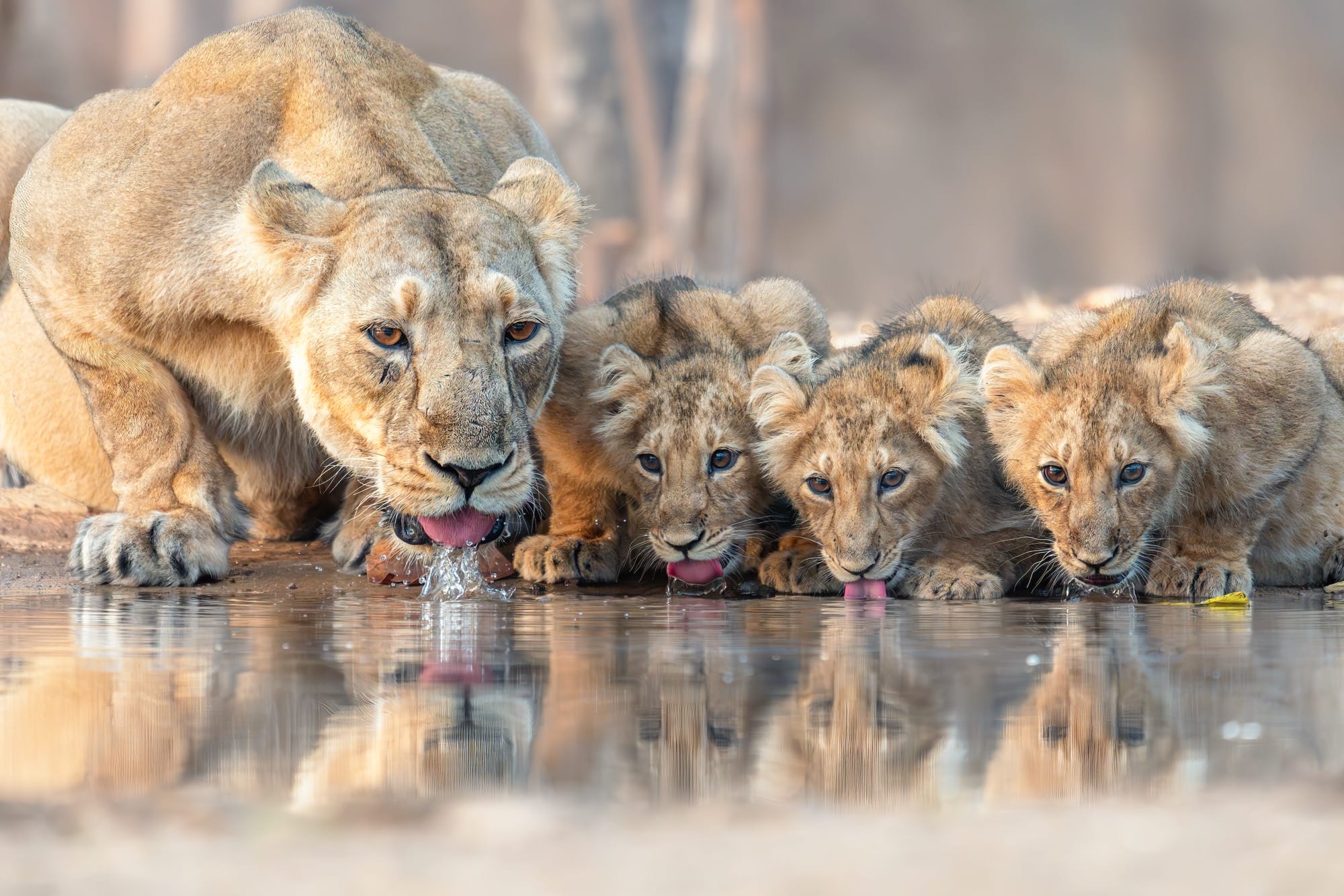 a lioness and her cubs drink from a pool