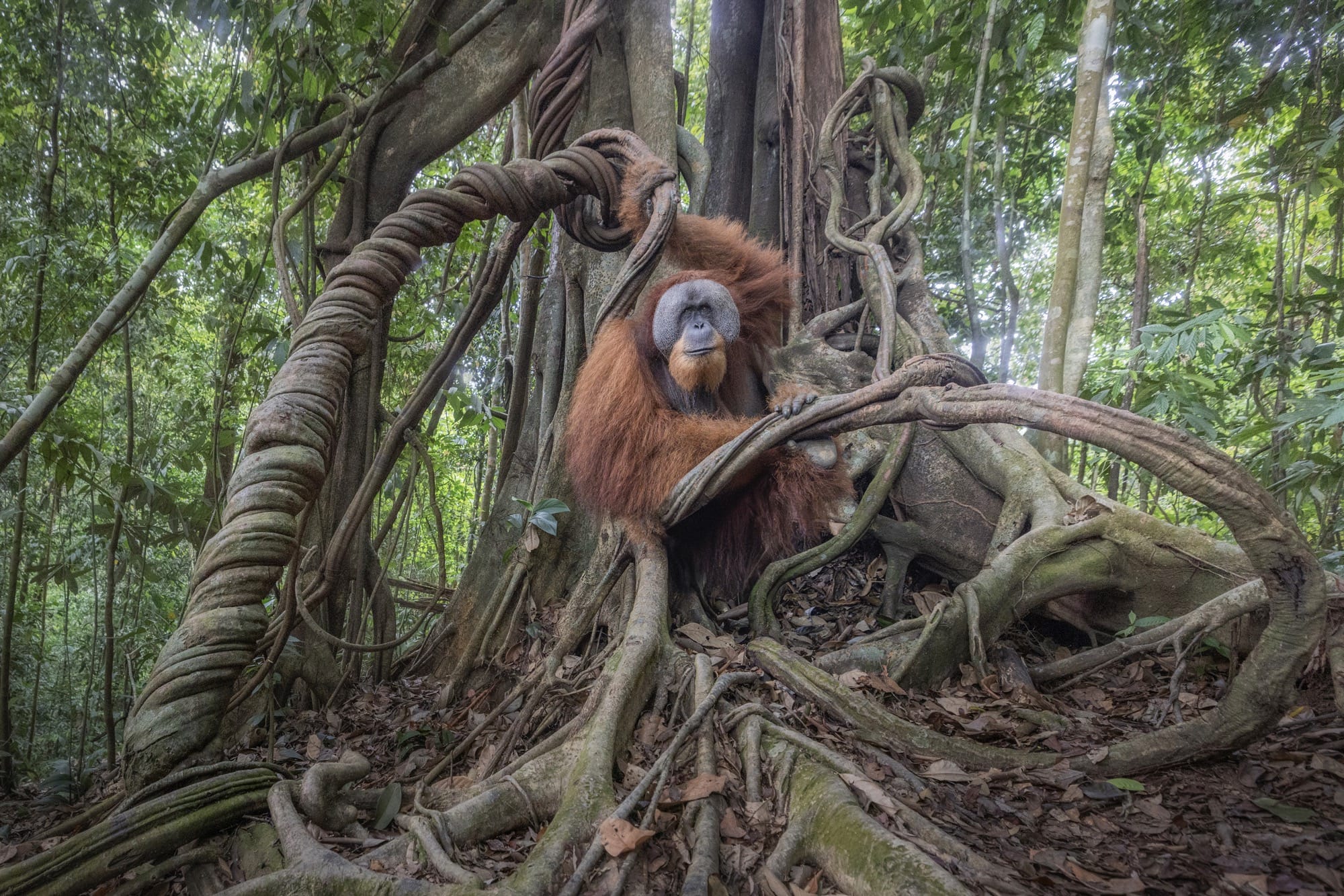 an orangutan in the jungle