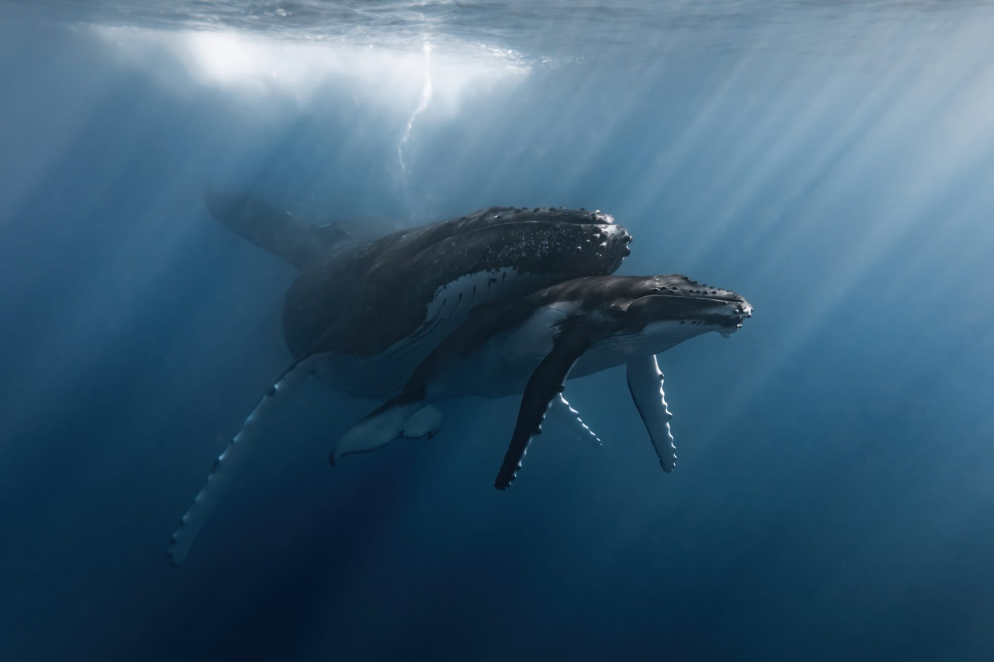 two whales swim together