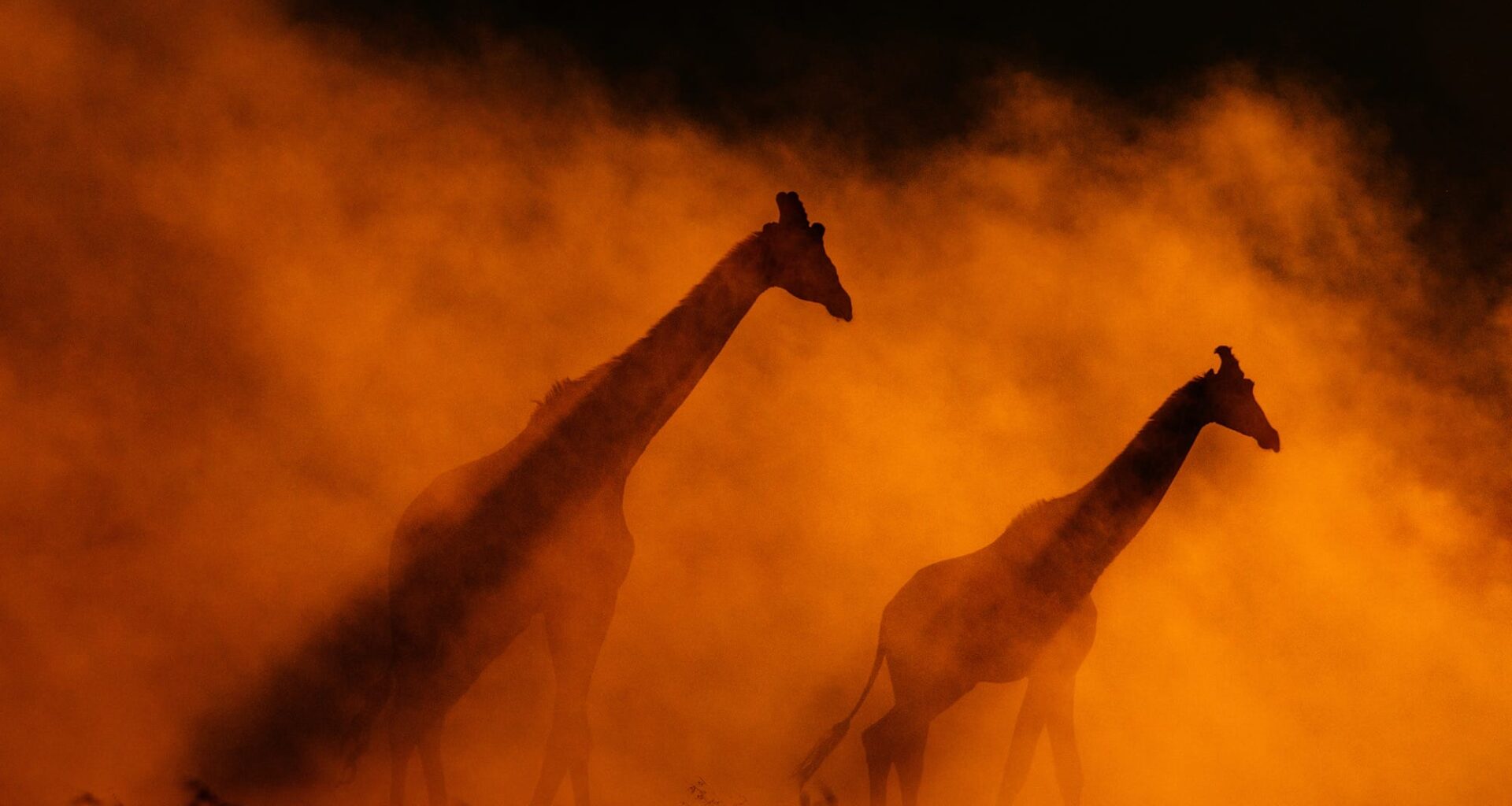 two giraffes silhouetted in rusty-red dust or mist