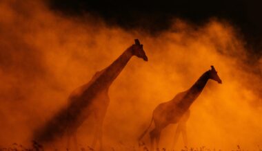 two giraffes silhouetted in rusty-red dust or mist