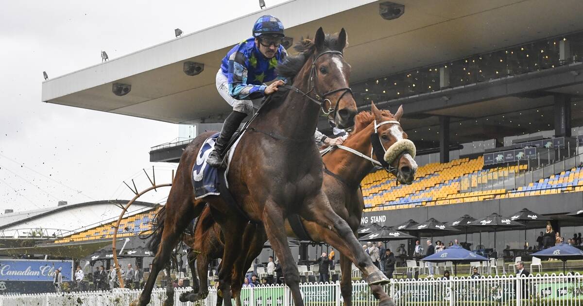 Juja Kibo will be in Race 3, the Gold Coast Turf Club Trophy. Picture by Bradley Photos