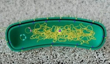 Researchers successfully reprogram bacteria to degrade plastics without introducing foreign genes