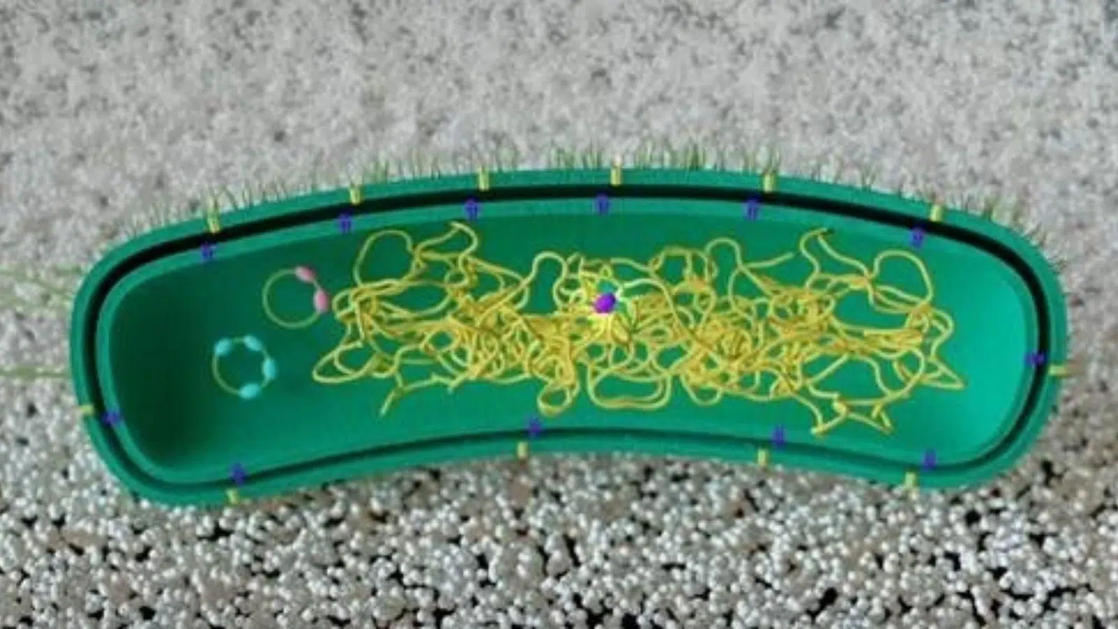 Researchers successfully reprogram bacteria to degrade plastics without introducing foreign genes