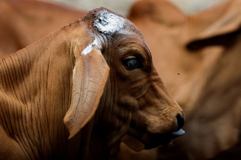 FILE PHOTO: A view shows a calf after being sprayed with a disinfectant spray to prevent screwworm as the Mexican government and ranchers struggle to control the spread of the flesh-eating screwworm, in Tuxtla Gutierrez, Chiapas state, Mexico July 3, 2025. REUTERS/Daniel Becerril/File Photo