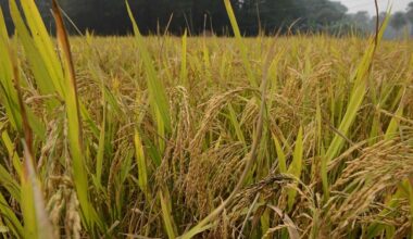 Why experts are opposing India’s gene-edited rice varieties