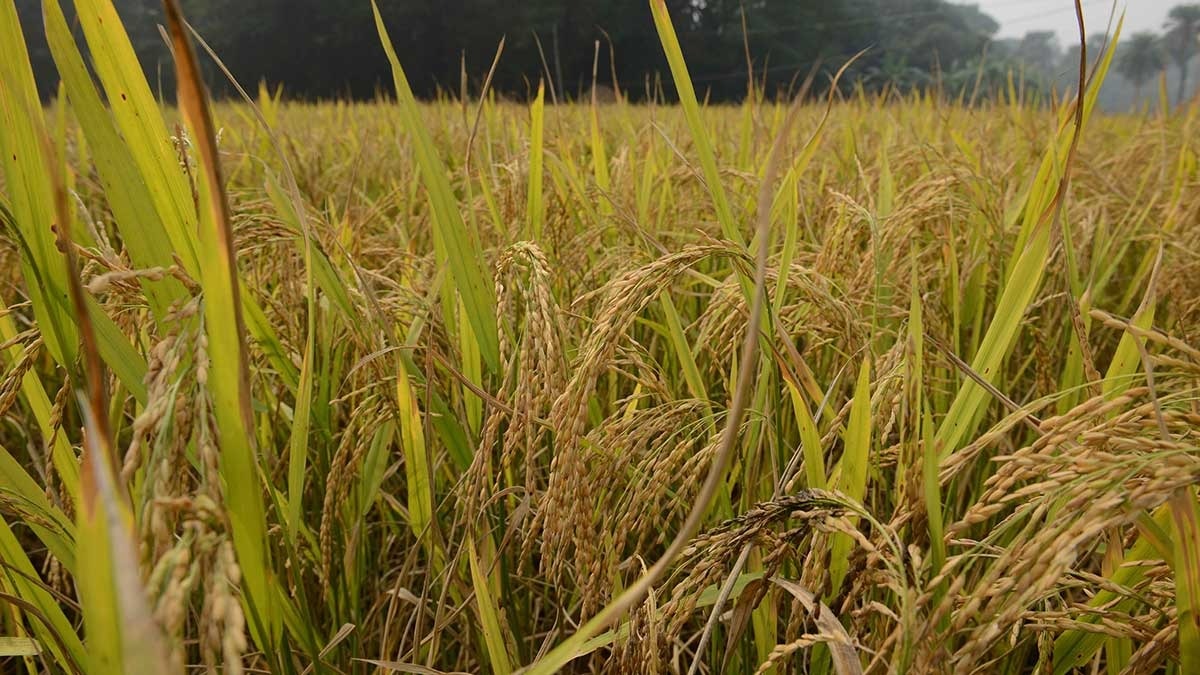 Why experts are opposing India’s gene-edited rice varieties