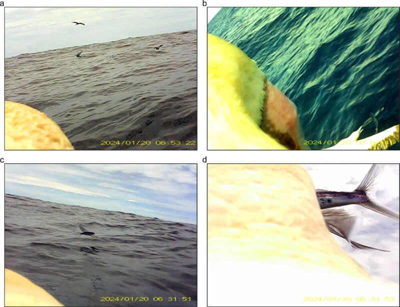 Four panel sequence showing a marine bird’s point of view: (a) and (c) show the bird flying over rough ocean waves; (b) shows the bird about to catch a fish near the water; (d) shows the fish being caught in the bird’s beak.